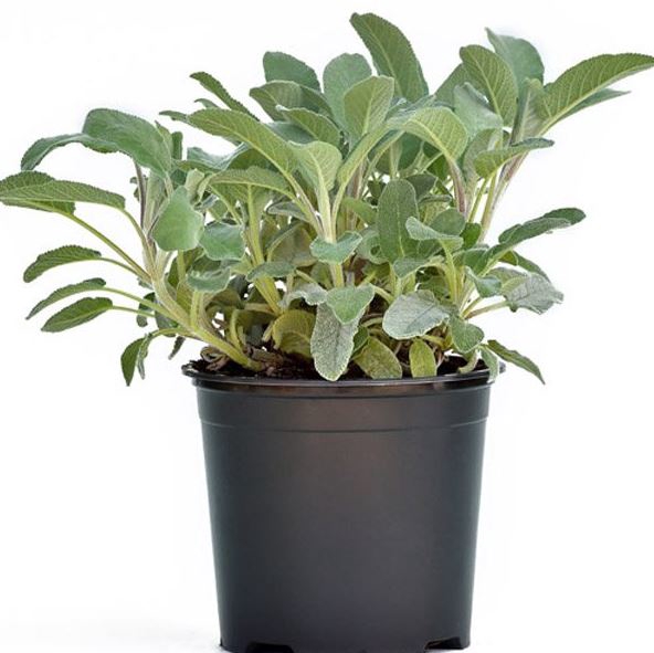 Salvia overig