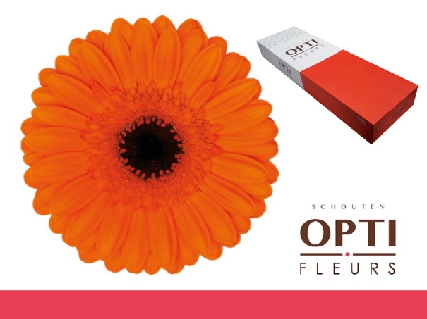 <h4>GE MI CARAMBA-Doos</h4>