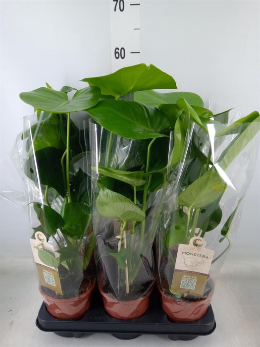 <h4>Monstera delic.</h4>