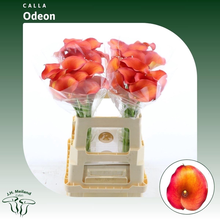 <h4>Calla Odeon</h4>