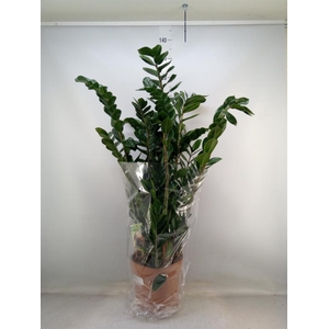 Zamioculcas zamiifolia