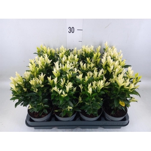 Euonymus japon. 'Paloma Blanca'