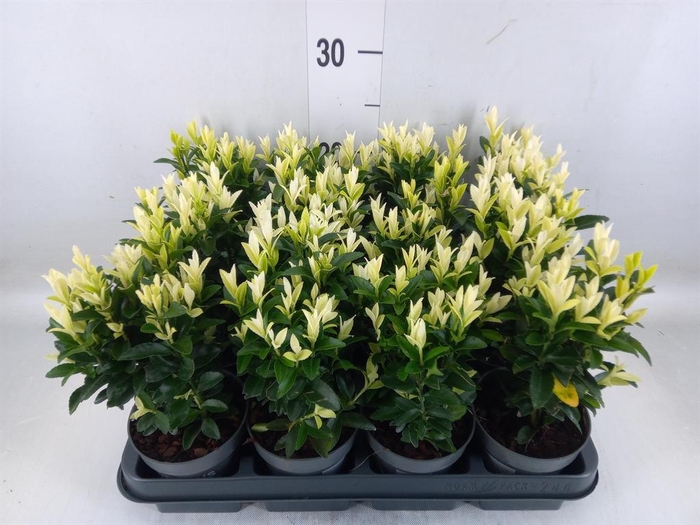 <h4>Euonymus japon. 'Paloma Blanca'</h4>