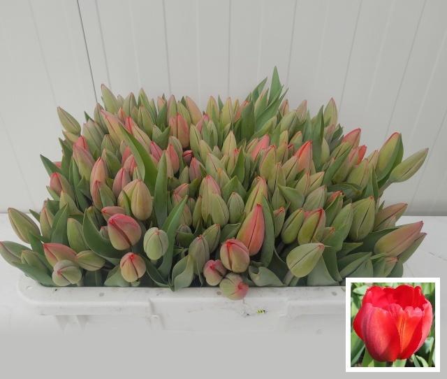 <h4>TU EN PARADE ROOD</h4>