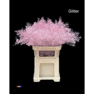 Limonium Light Pink + Glitter Bio