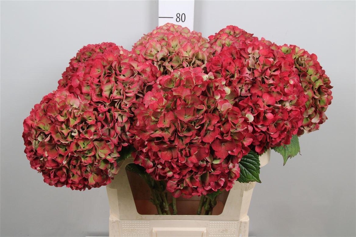 <h4>Hydr Cl M Glow Alps</h4>