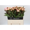 Paeonia Florence Nicholls