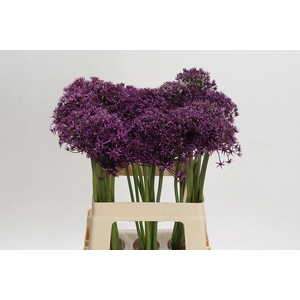 ALLIUM MIAMI ALLIUM MIAMI