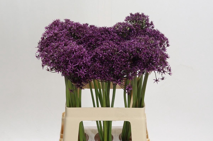 <h4>ALLIUM MIAMI ALLIUM MIAMI</h4>