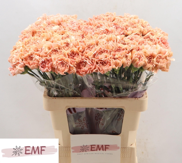 <h4>DI ST SAONA+</h4>