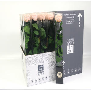 Rosa Preserved Stem 50cm Fascinating Porcelain