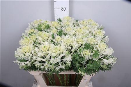 <h4>Brass Crane Fea Snow</h4>