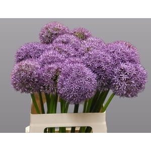 ALLIUM GROOTBLOEMIG