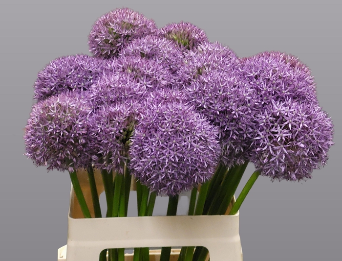 <h4>ALLIUM GROOTBLOEMIG</h4>