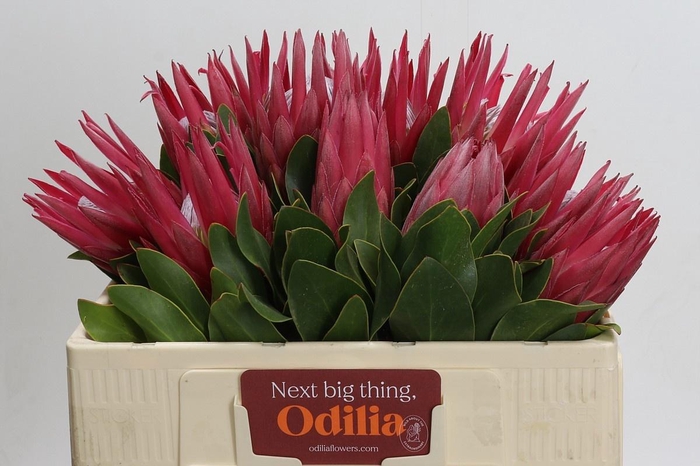 <h4>PROTEA CY MADIBA</h4>