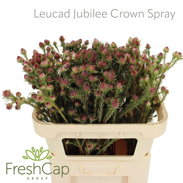 <h4>Leucad Jubilee Crown Spray</h4>
