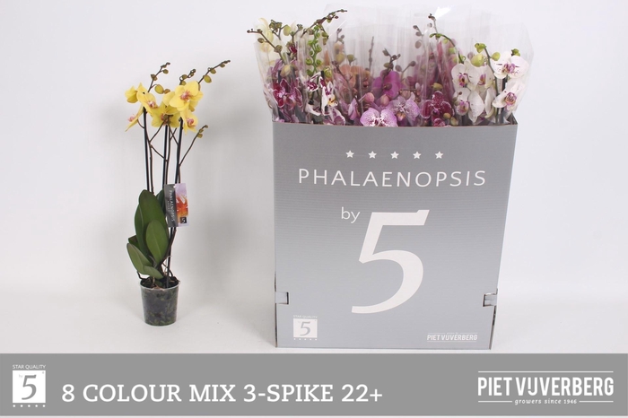 <h4>PHAL GEM 8 KL</h4>