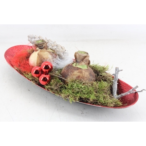 arr4 Amaryllis VL - Schotel ovaal Rood x2