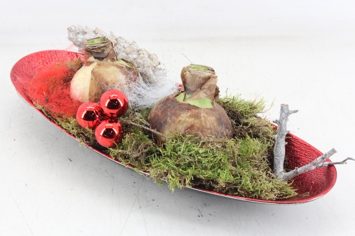 <h4>arr4 Amaryllis VL - Schotel ovaal Rood x2</h4>