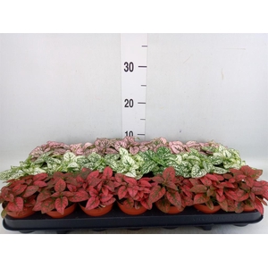 Hypoestes phyllo.   ...mix