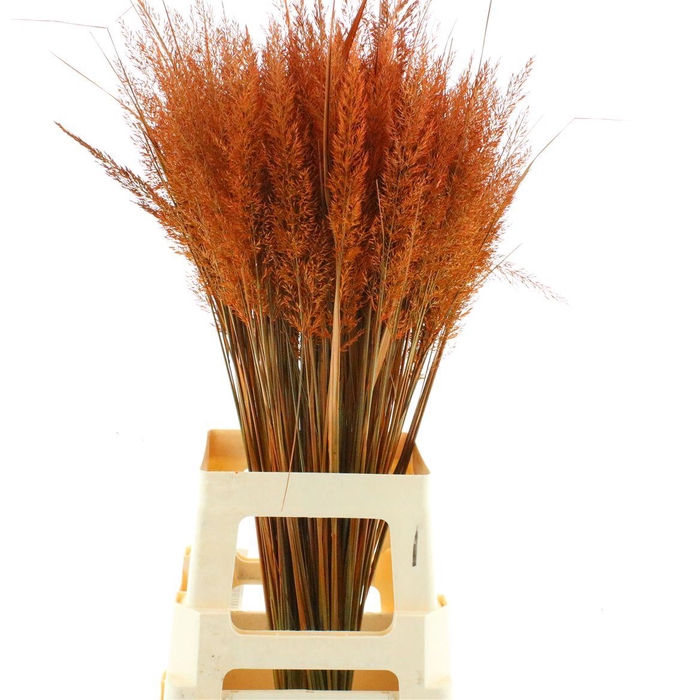 <h4>Calamagrostis Brachy Oranje</h4>