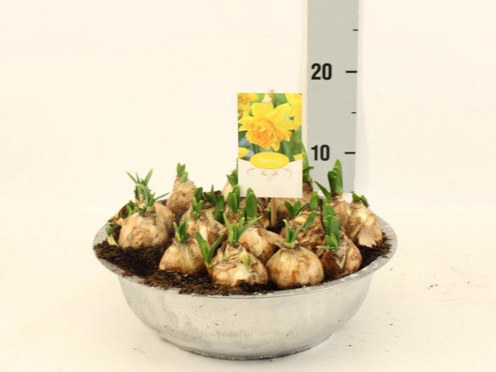 <h4>NARC D TETE BOUCLE</h4>