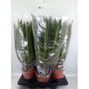 Cycas revoluta