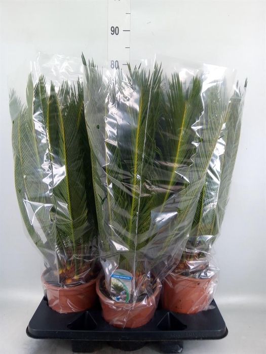 <h4>Cycas revoluta</h4>