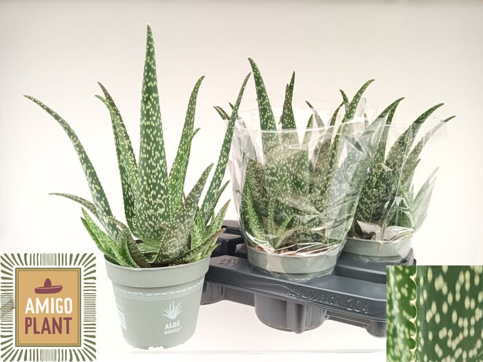 <h4>ALOE VERA</h4>
