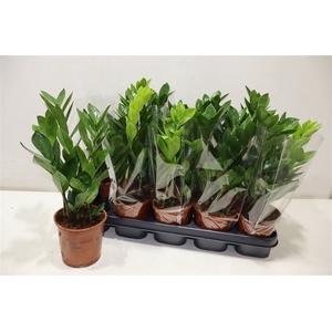 arr8 Zamio Zamiifolia