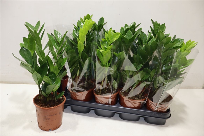 <h4>arr8 Zamio Zamiifolia</h4>