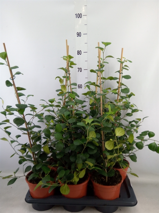 <h4>Ficus deltoidea</h4>