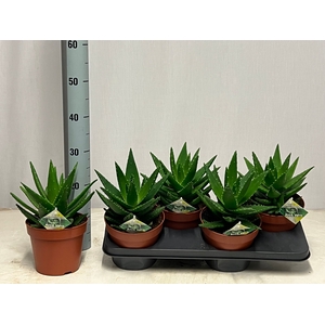 ALOE PERFOLIATA