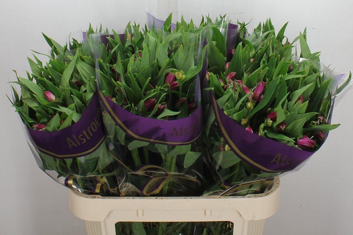 <h4>Alstroemeria  'Casanova'</h4>