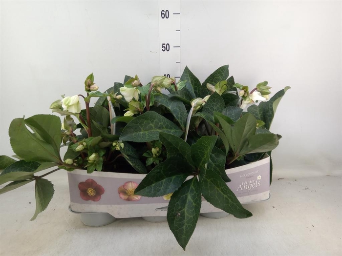 <h4>Helleborus 'Fkiss Mollys White'</h4>
