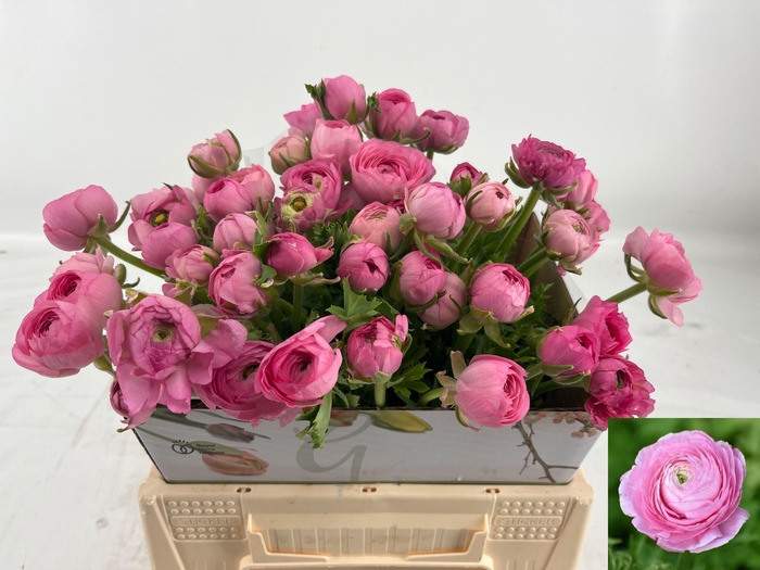 <h4>RAN AM PINK</h4>