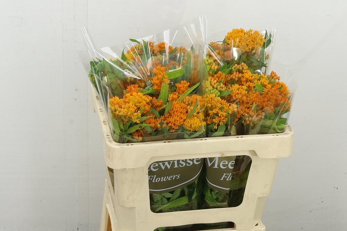 <h4>Ascl Tuberosa</h4>