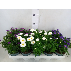 Aster n-b 'Starletta' ..mix