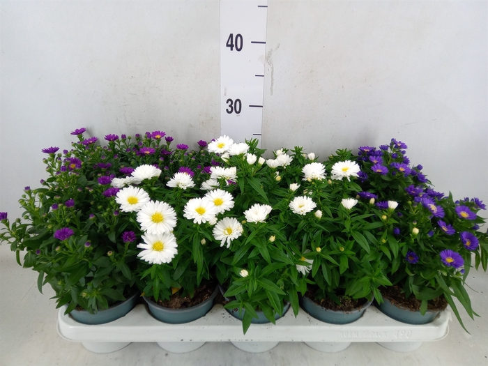 <h4>Aster n-b 'Starletta' ..mix</h4>