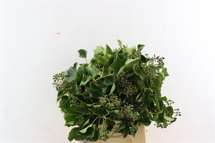 <h4>Hedera Blad P Pak</h4>