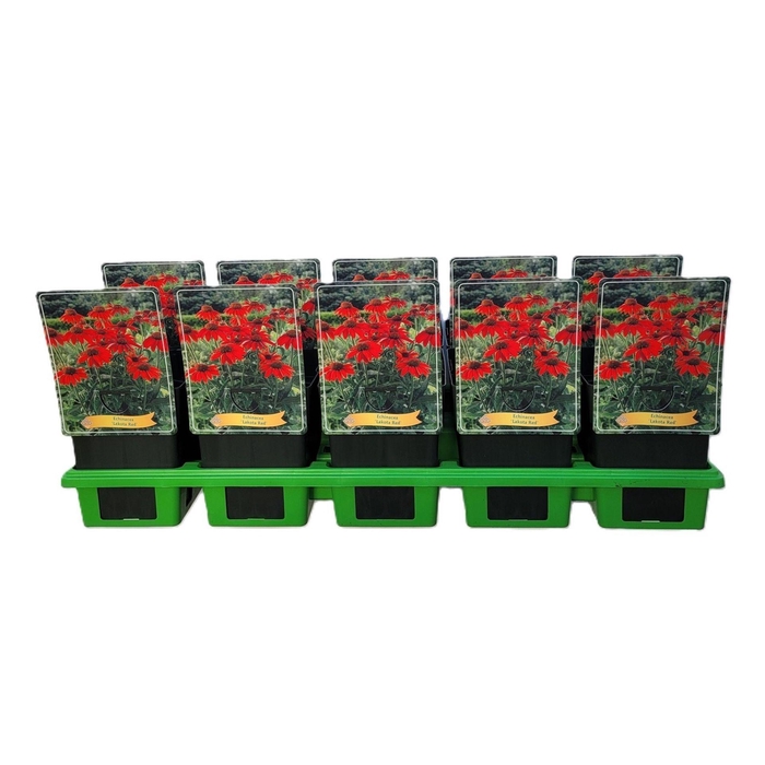 <h4>Echinacea purpurea</h4>