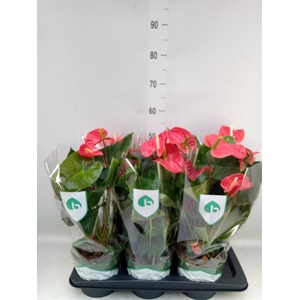 Anthurium andr. 'Arebo'