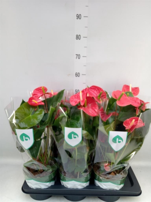 <h4>Anthurium andr. 'Arebo'</h4>