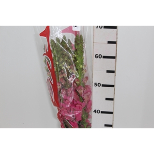 B. DE L MONACO ROSE 070 CM