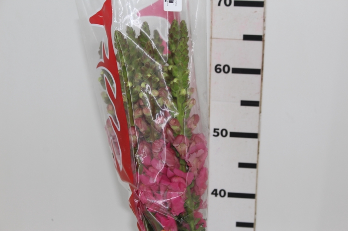 <h4>B. DE L MONACO ROSE 070 CM</h4>