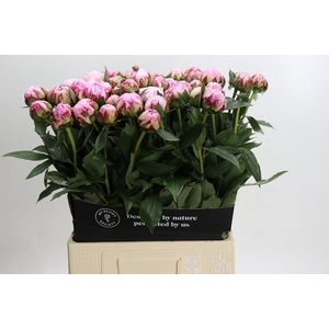 Paeonia Sarah Bernhardt