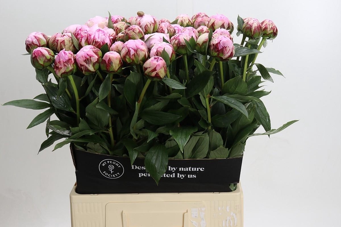 <h4>Paeonia Sarah Bernhardt</h4>