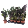 CTENANTHE BURLE-MARX