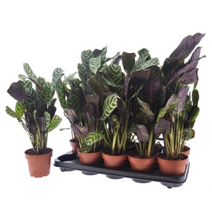 CTENANTHE BURLE-MARX