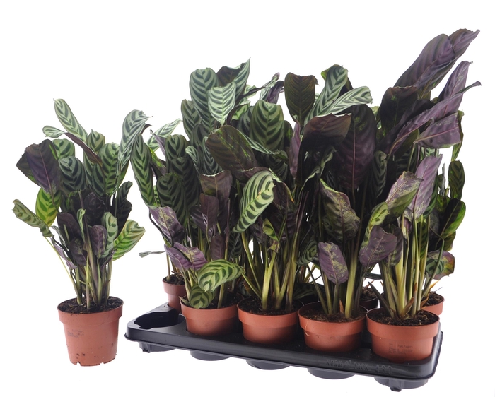 <h4>CTENANTHE BURLE-MARX</h4>